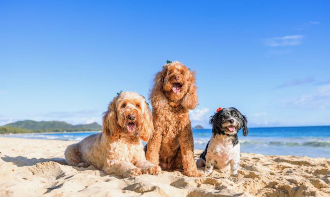 3 dogs on the beach