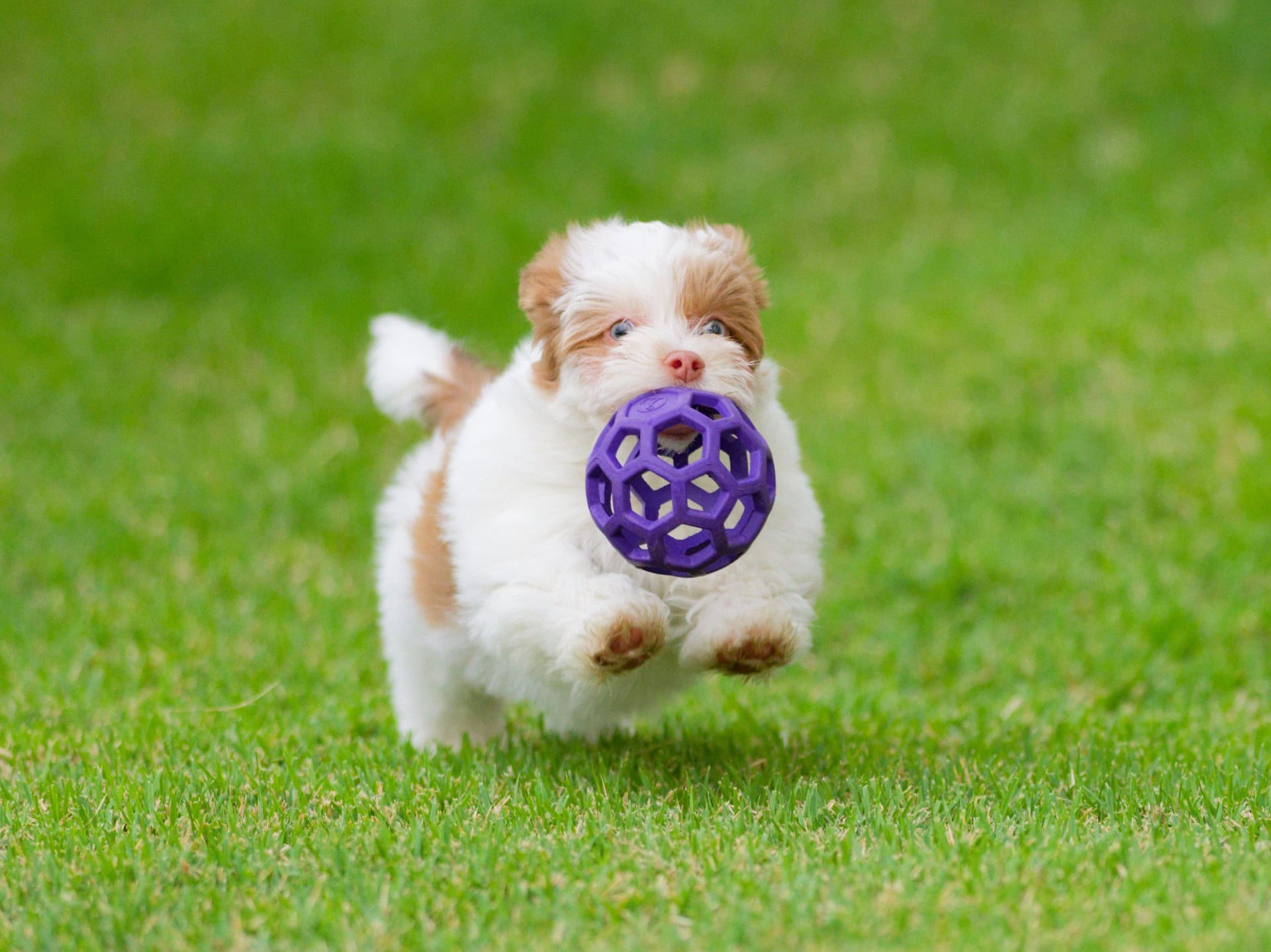 Kiko fetch